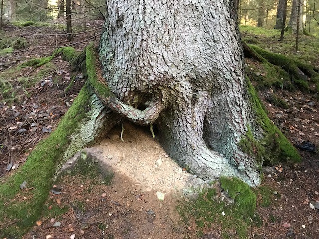 konstigt träd Höljerudsforsarna - foto Benkt konstigt träd Höljerudsforsarna - foto Benkt